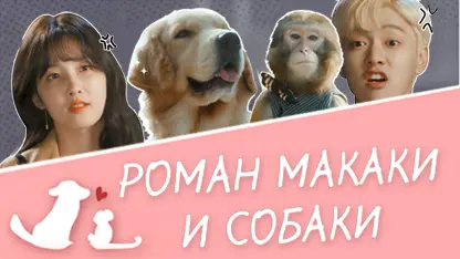 Monkey and Dog Romance
